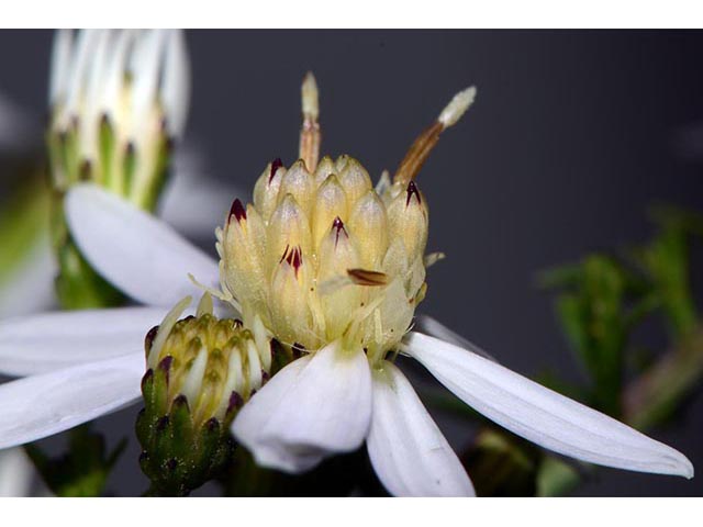 Symphyotrichum cordifolium (Broad-leaved aster) #74254