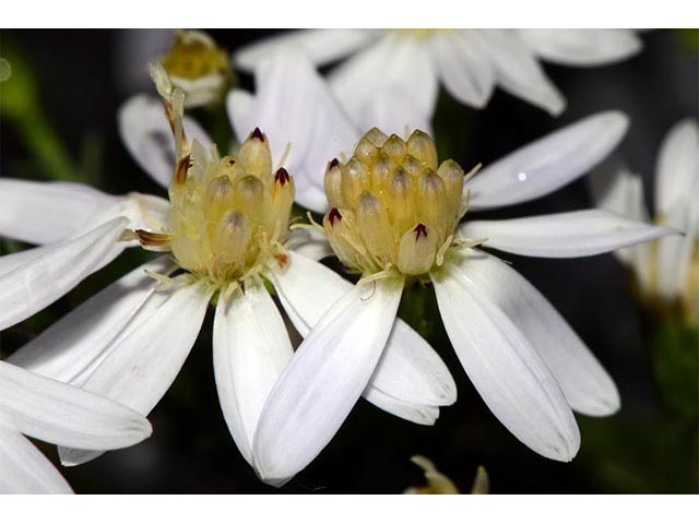 Symphyotrichum cordifolium (Broad-leaved aster) #74255