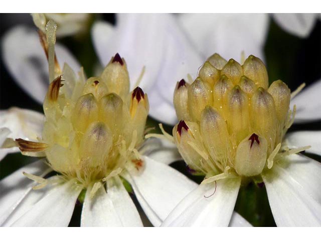 Symphyotrichum cordifolium (Broad-leaved aster) #74256
