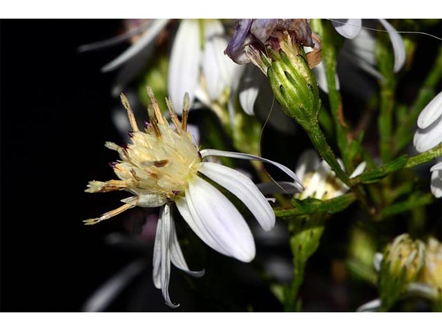 Symphyotrichum cordifolium (Broad-leaved aster) #74257