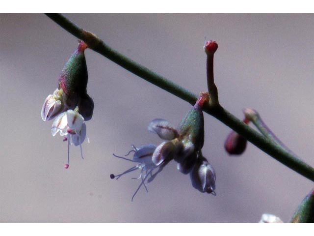 Eriogonum deflexum var. nevadense (Nevada buckwheat) #51754