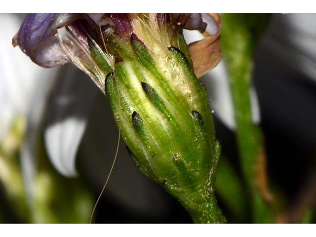 Symphyotrichum cordifolium (Broad-leaved aster) #74258