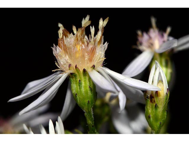 Symphyotrichum cordifolium (Broad-leaved aster) #74259