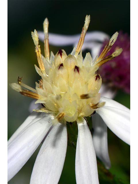 Symphyotrichum cordifolium (Broad-leaved aster) #74260