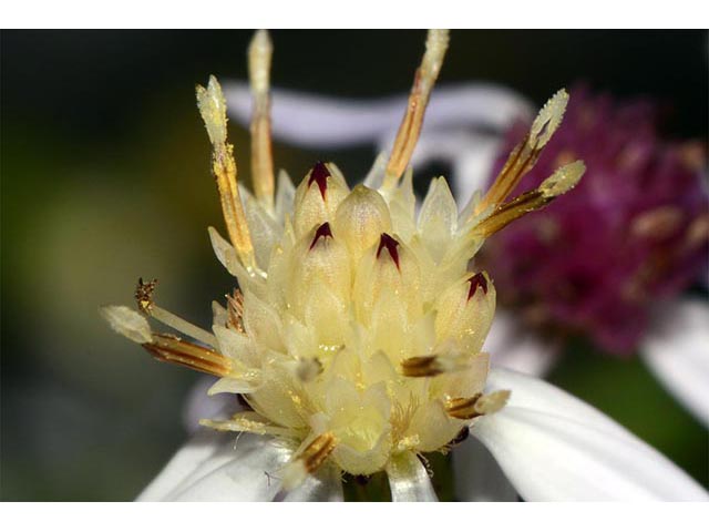 Symphyotrichum cordifolium (Broad-leaved aster) #74261