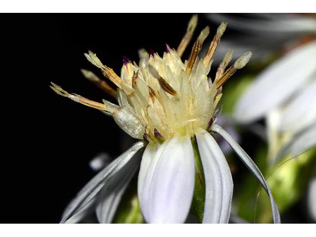 Symphyotrichum cordifolium (Broad-leaved aster) #74262