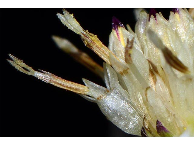 Symphyotrichum cordifolium (Broad-leaved aster) #74263
