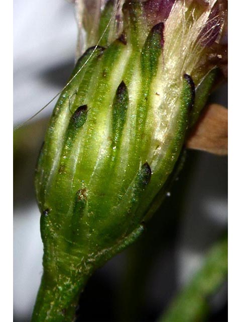 Symphyotrichum cordifolium (Broad-leaved aster) #74264