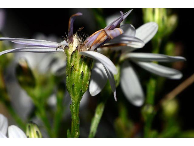 Symphyotrichum cordifolium (Broad-leaved aster) #74265