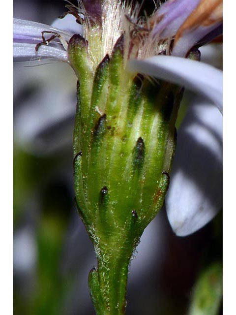 Symphyotrichum cordifolium (Broad-leaved aster) #74266
