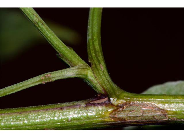 Symphyotrichum cordifolium (Broad-leaved aster) #74267