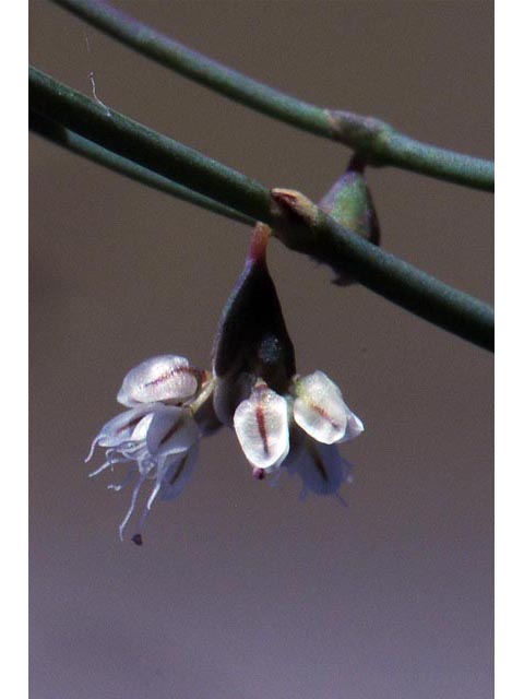 Eriogonum deflexum var. nevadense (Nevada buckwheat) #51755