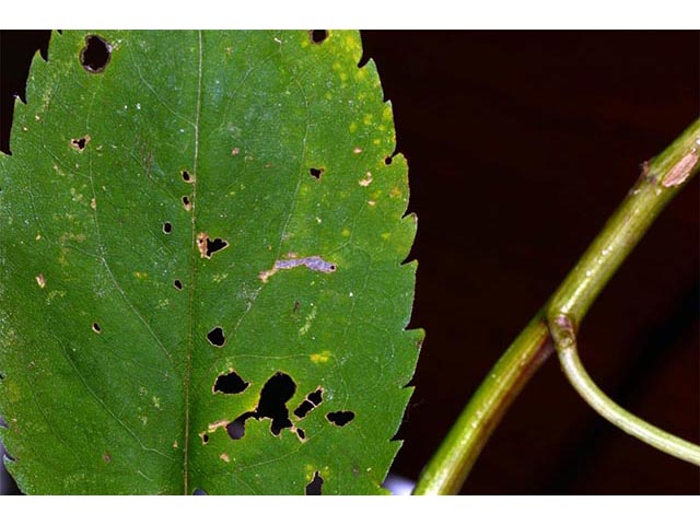 Symphyotrichum cordifolium (Broad-leaved aster) #74268