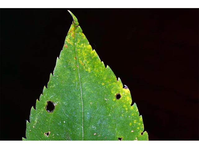 Symphyotrichum cordifolium (Broad-leaved aster) #74269
