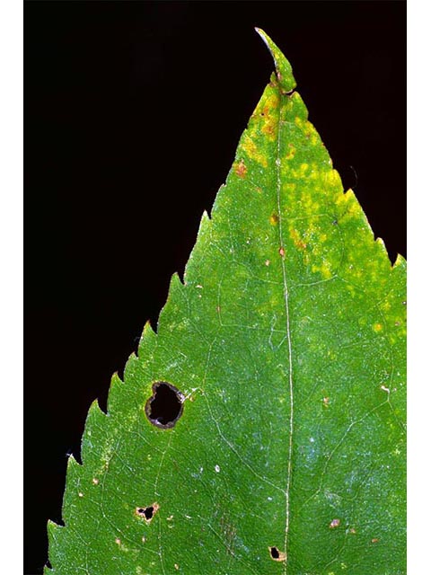 Symphyotrichum cordifolium (Broad-leaved aster) #74270