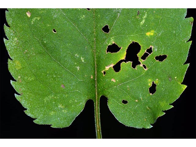 Symphyotrichum cordifolium (Broad-leaved aster) #74272
