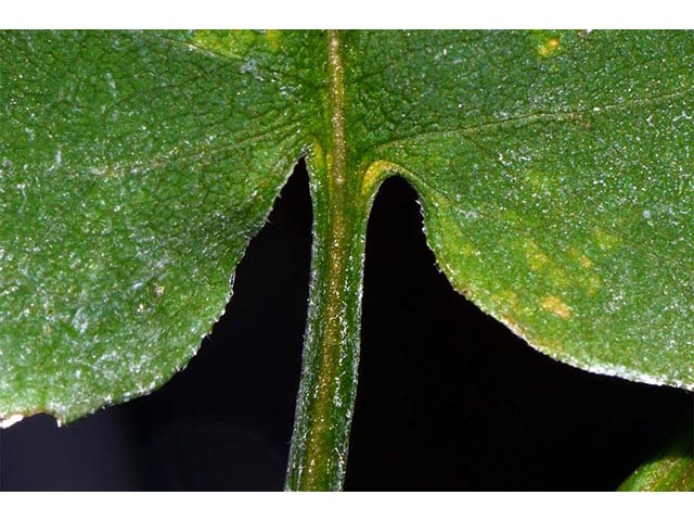 Symphyotrichum cordifolium (Broad-leaved aster) #74274
