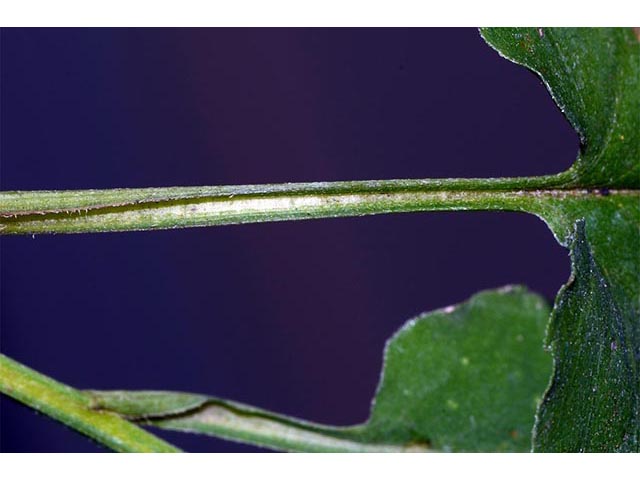 Symphyotrichum cordifolium (Broad-leaved aster) #74275