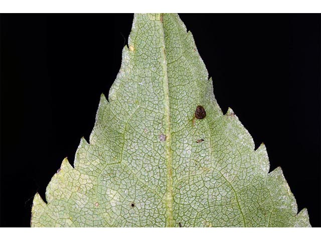Symphyotrichum cordifolium (Broad-leaved aster) #74276