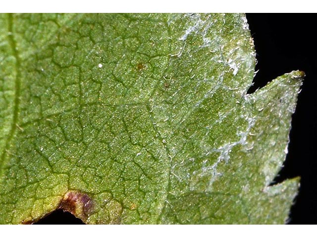 Symphyotrichum cordifolium (Broad-leaved aster) #74277