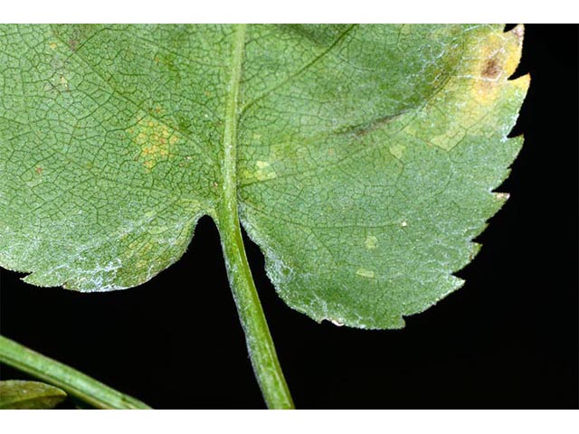Symphyotrichum cordifolium (Broad-leaved aster) #74278
