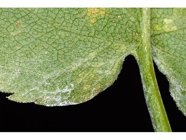 Symphyotrichum cordifolium (Broad-leaved aster) #74279