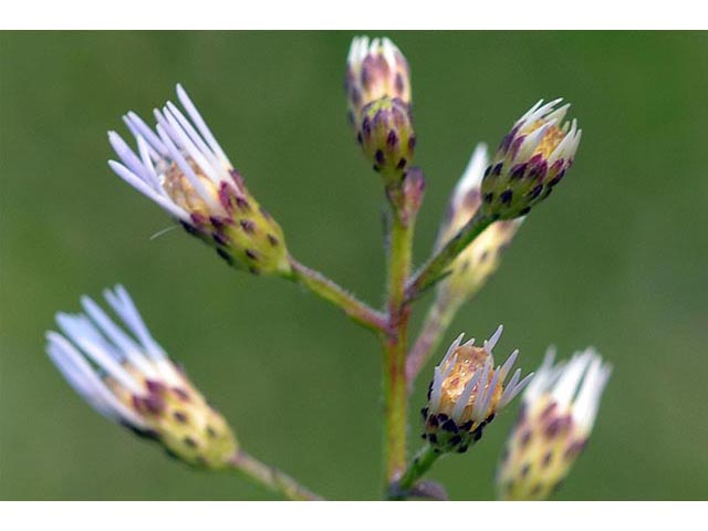 Symphyotrichum cordifolium (Broad-leaved aster) #74283