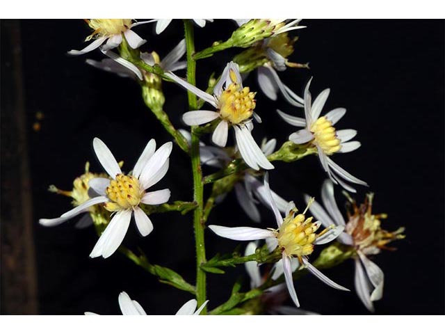 Symphyotrichum cordifolium (Broad-leaved aster) #74285