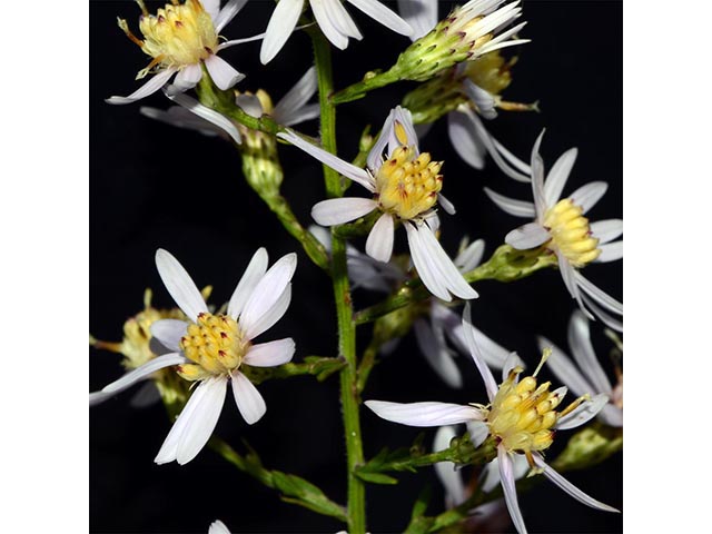 Symphyotrichum cordifolium (Broad-leaved aster) #74286