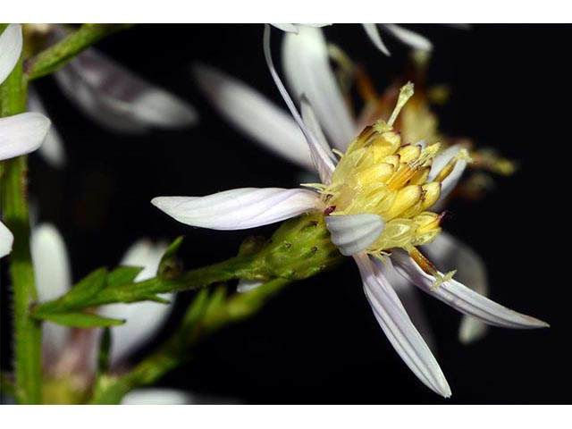 Symphyotrichum cordifolium (Broad-leaved aster) #74288