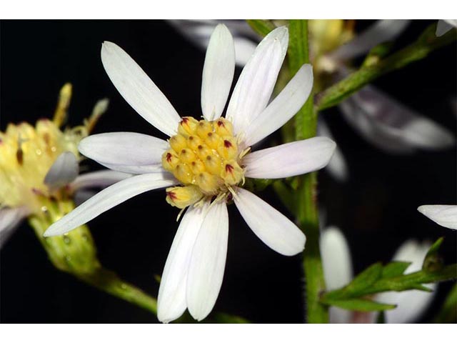 Symphyotrichum cordifolium (Broad-leaved aster) #74289