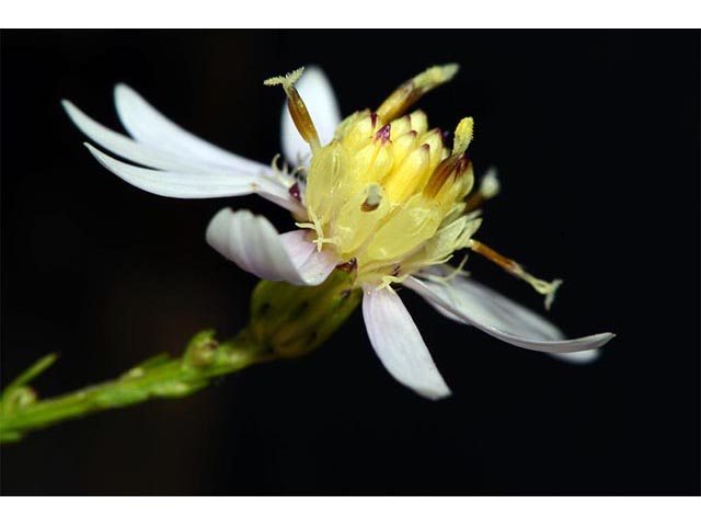 Symphyotrichum cordifolium (Broad-leaved aster) #74290