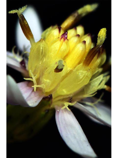 Symphyotrichum cordifolium (Broad-leaved aster) #74291