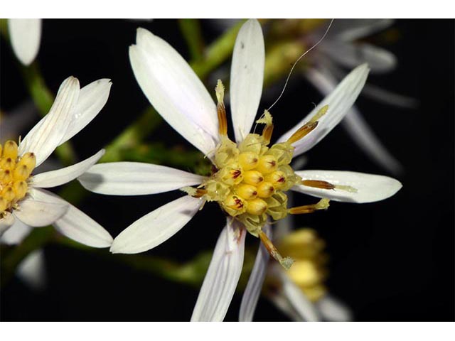 Symphyotrichum cordifolium (Broad-leaved aster) #74292