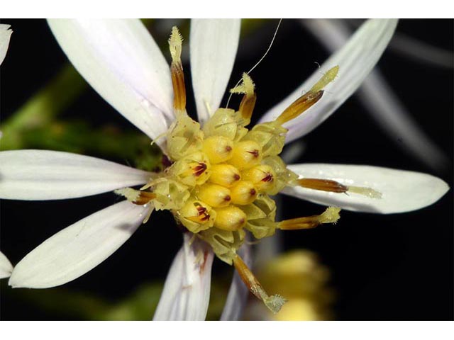 Symphyotrichum cordifolium (Broad-leaved aster) #74293