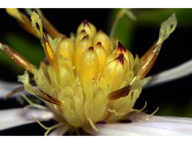 Symphyotrichum cordifolium (Broad-leaved aster) #74294
