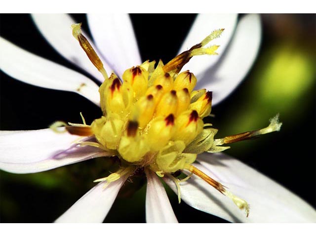 Symphyotrichum cordifolium (Broad-leaved aster) #74295