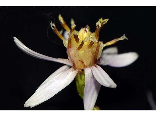 Symphyotrichum cordifolium (Broad-leaved aster) #74296