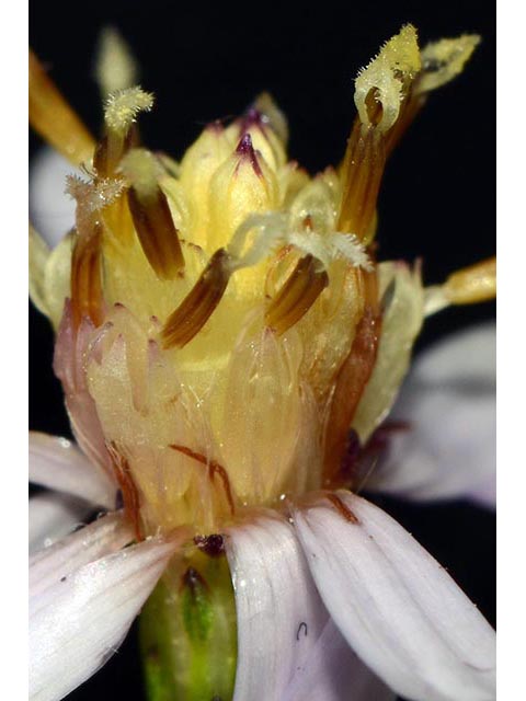 Symphyotrichum cordifolium (Broad-leaved aster) #74297