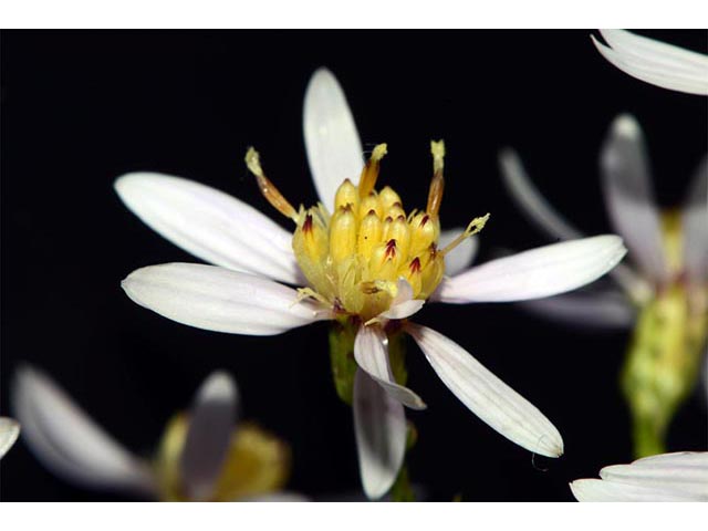 Symphyotrichum cordifolium (Broad-leaved aster) #74298