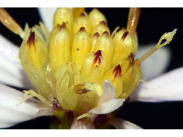 Symphyotrichum cordifolium (Broad-leaved aster) #74299
