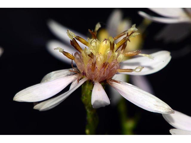 Symphyotrichum cordifolium (Broad-leaved aster) #74300