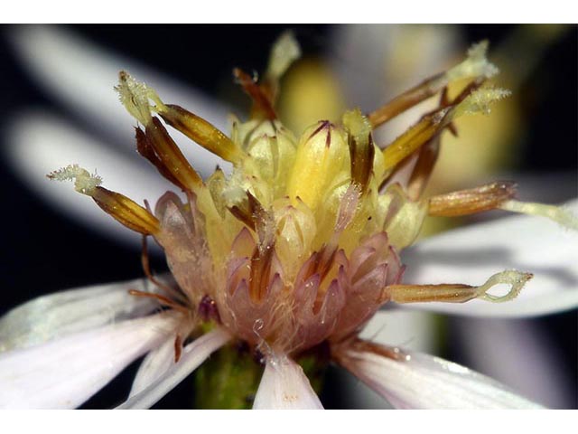 Symphyotrichum cordifolium (Broad-leaved aster) #74301