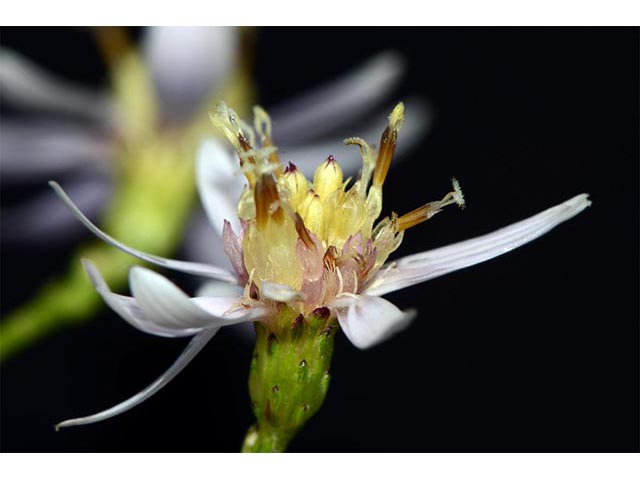 Symphyotrichum cordifolium (Broad-leaved aster) #74302