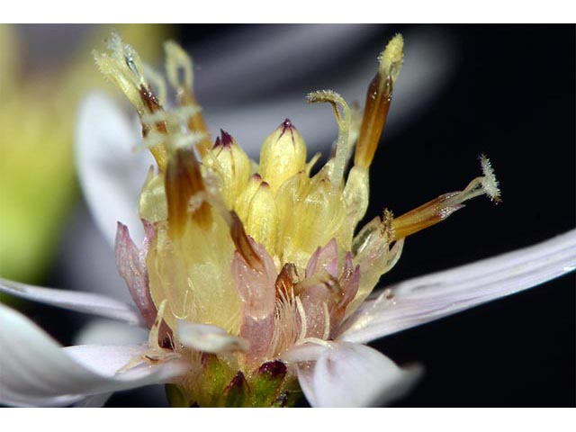 Symphyotrichum cordifolium (Broad-leaved aster) #74303