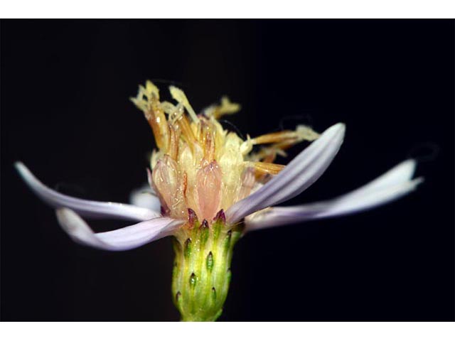 Symphyotrichum cordifolium (Broad-leaved aster) #74304