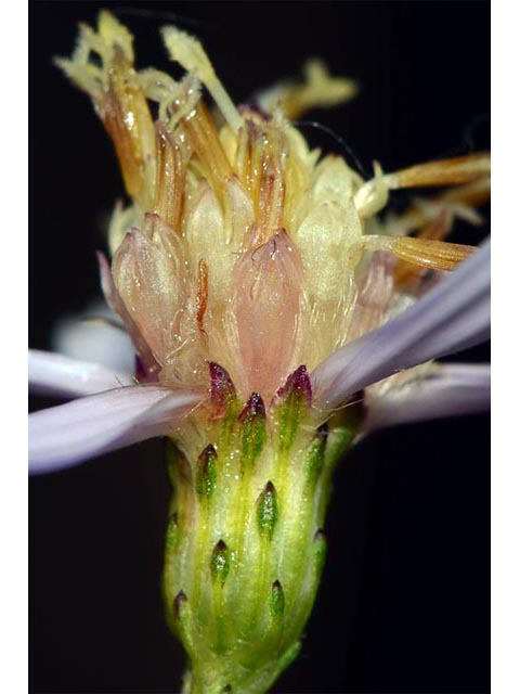 Symphyotrichum cordifolium (Broad-leaved aster) #74305