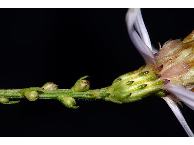 Symphyotrichum cordifolium (Broad-leaved aster) #74306