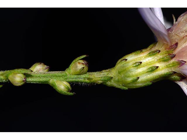 Symphyotrichum cordifolium (Broad-leaved aster) #74307