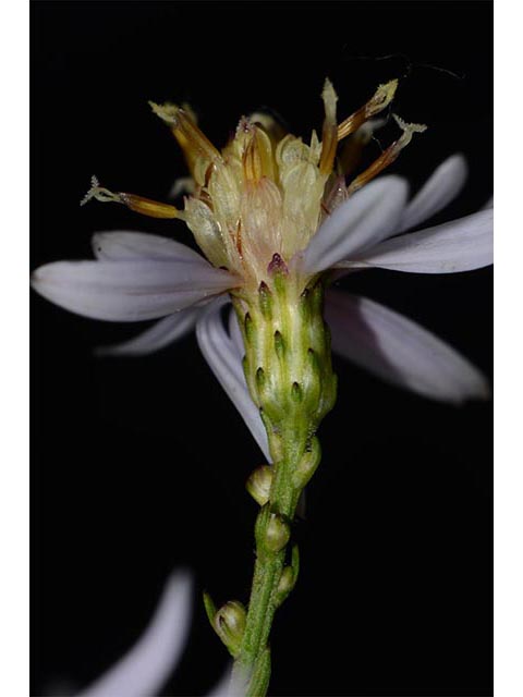 Symphyotrichum cordifolium (Broad-leaved aster) #74308